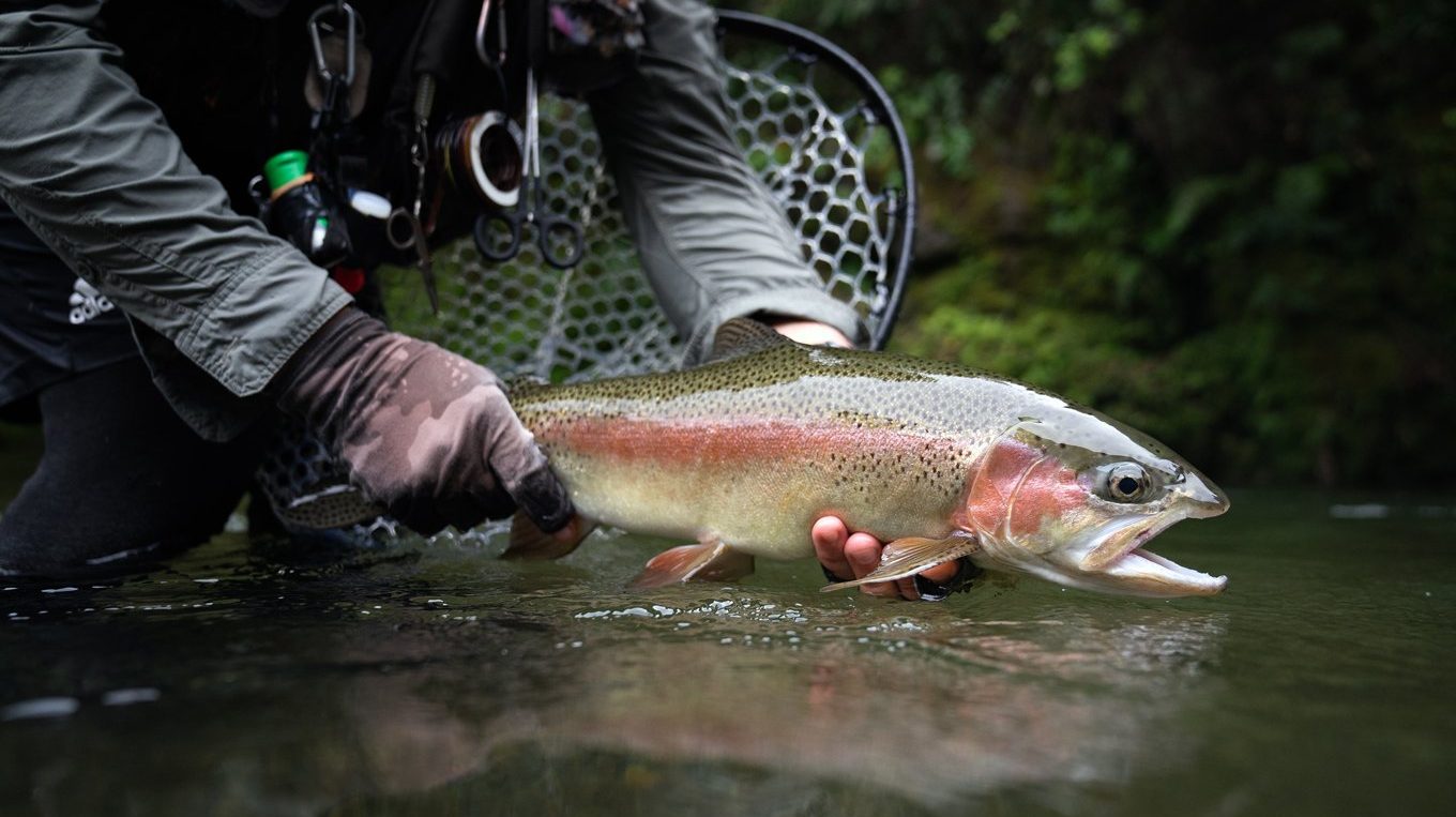 Trout fishing gear great fun for catching kahawai - NZ Herald