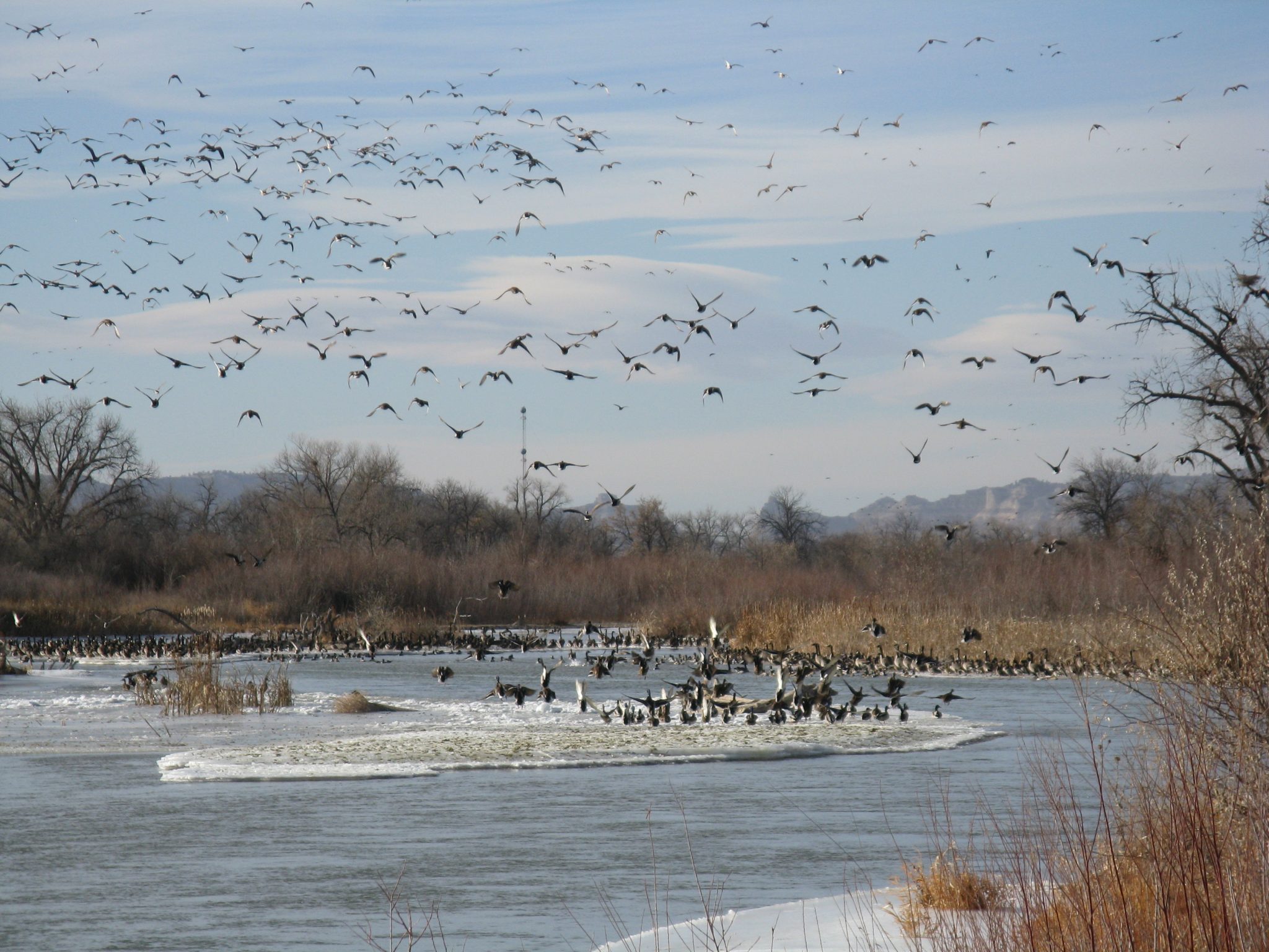 Nebraska Waterfowl Guided Duck & Goose Hunts in Nebraska