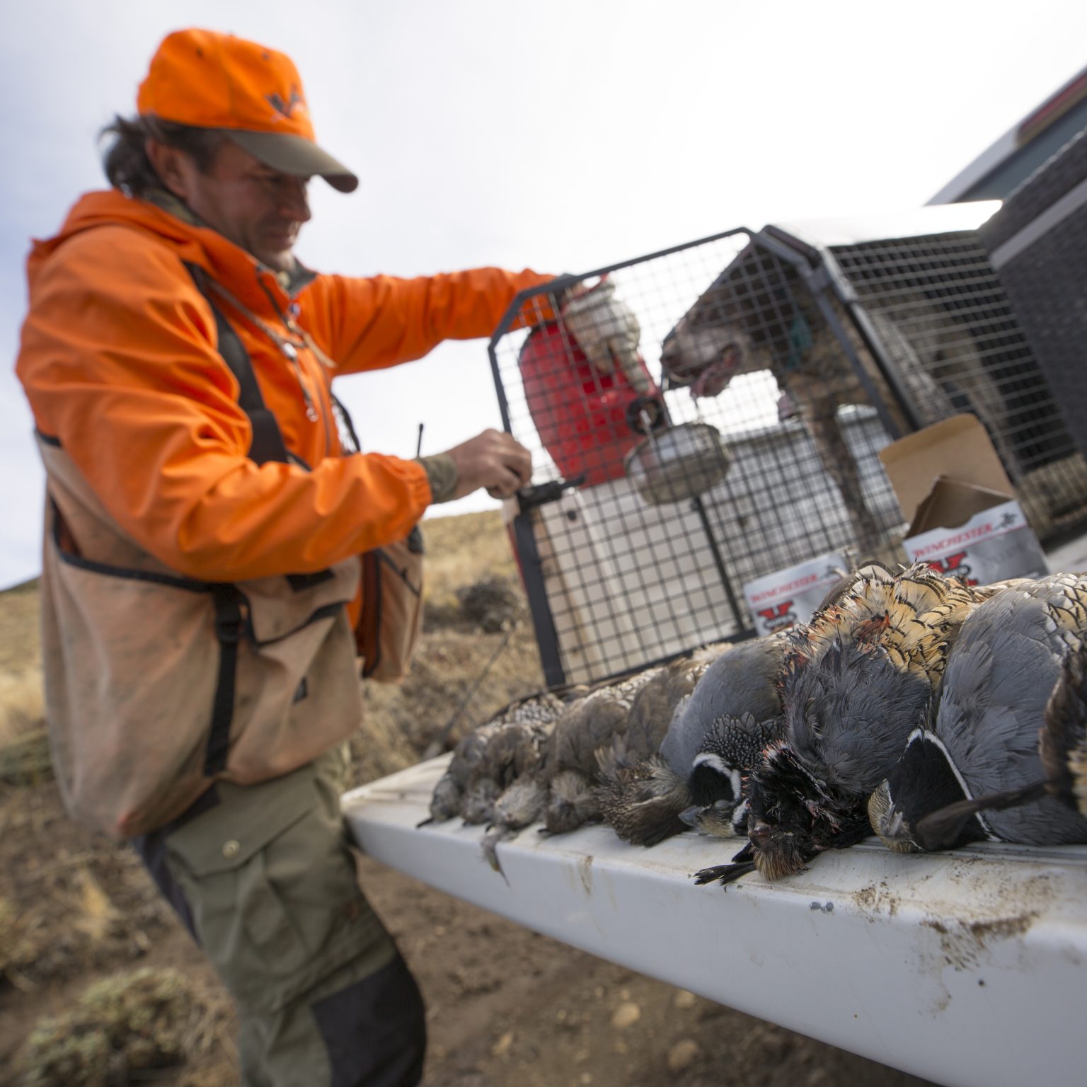 Patagonia Wild Quail Hunts Quail Hunting Guide & Outfitter