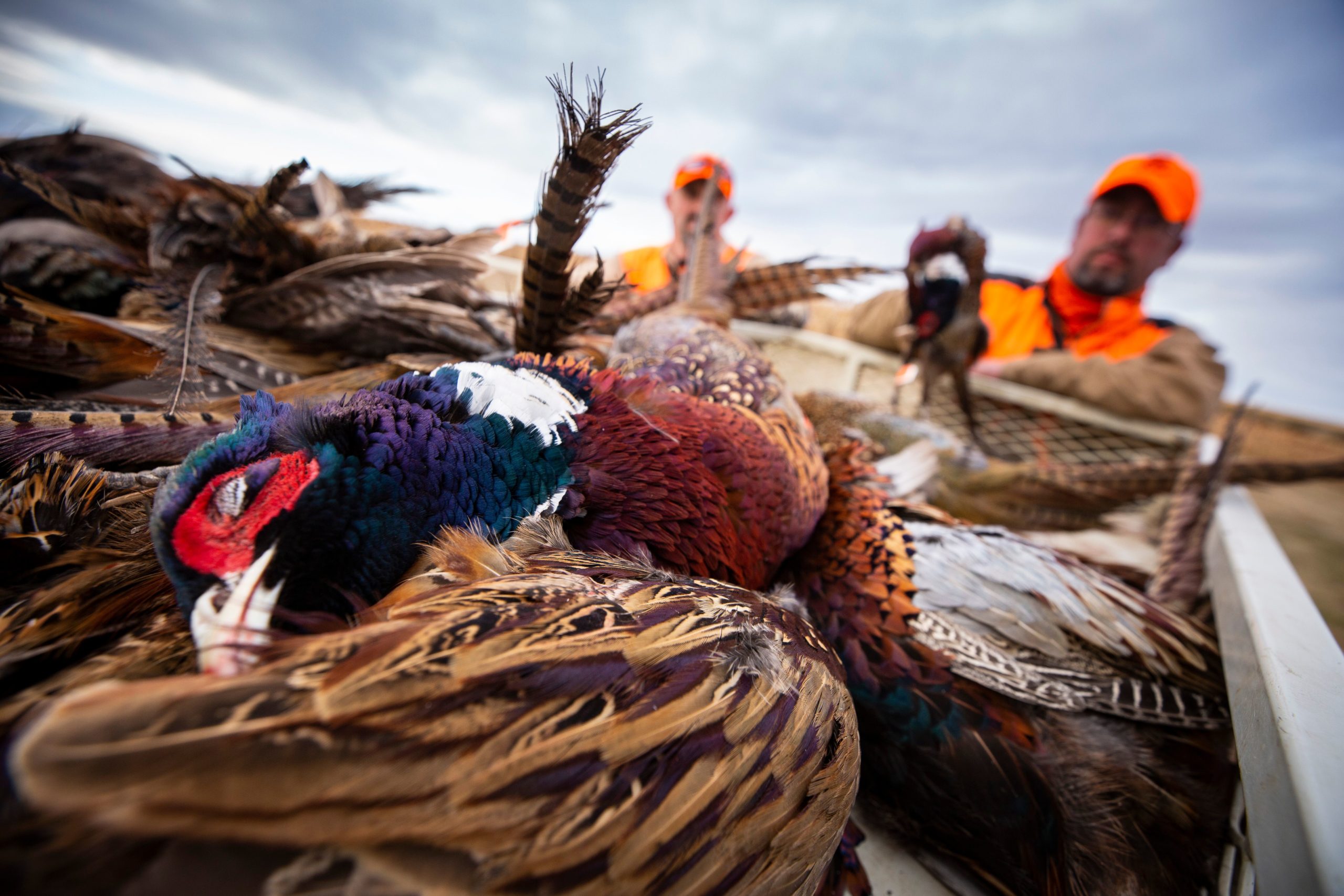 South Dakota Pheasant Hunts - The Signature Lodge, Pierre SD