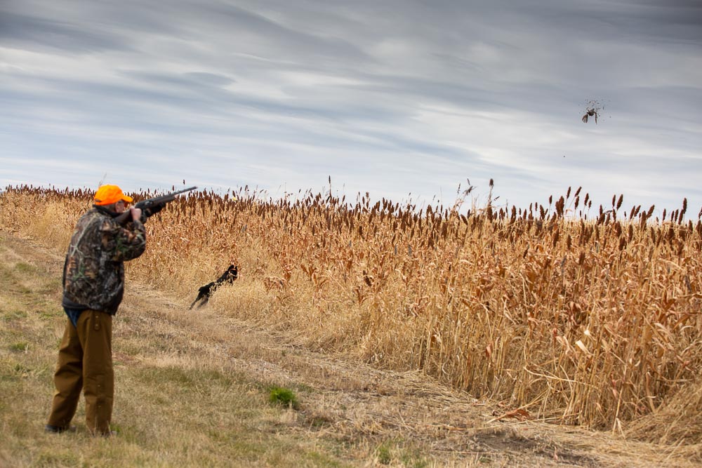 Pheasant hunter shooting a pheasant in South Dakota